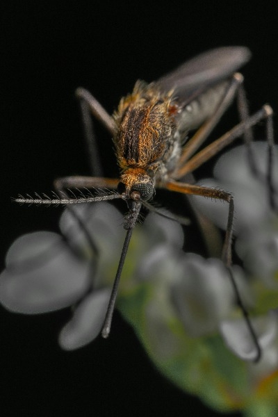 close up picture of a mosquito